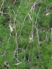 Asparagus retrofractus