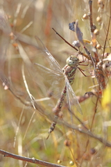 Aeshna canadensis