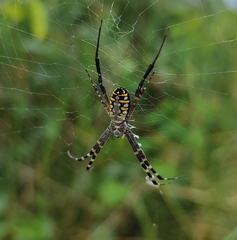 Argiope catenulata