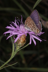Leptotes pirithous