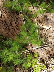 Asparagus retrofractus