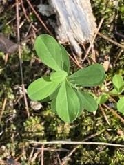 Hypericum ellipticum