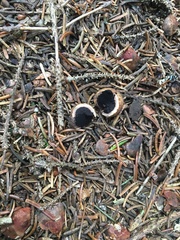 Elaphomyces
