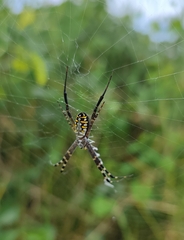Argiope catenulata