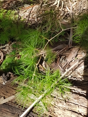 Asparagus retrofractus