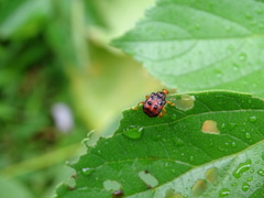 Agomadaranus pardaloides