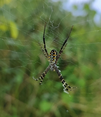Argiope catenulata