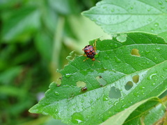 Agomadaranus pardaloides
