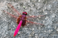 Trithemis aurora