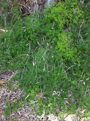 Asparagus retrofractus