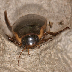 Dytiscus fasciventris