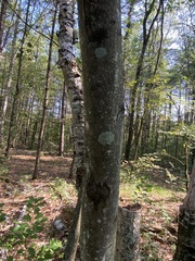 Acer pensylvanicum