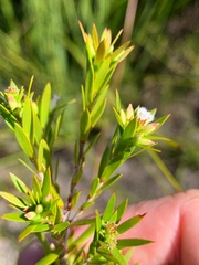 Styphelia leptospermoides