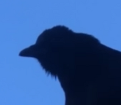 Corvus corone