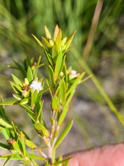 Styphelia leptospermoides