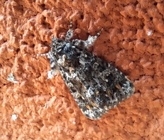 Callopistria latreillei
