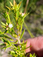 Styphelia leptospermoides