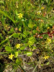 Halerpestes sarmentosa