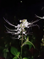 Orthosiphon aristatus