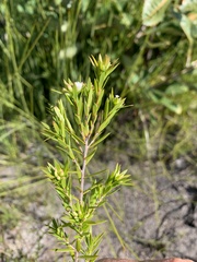 Styphelia leptospermoides