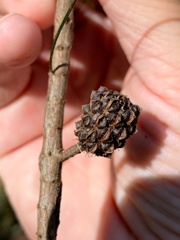 Allocasuarina emuina