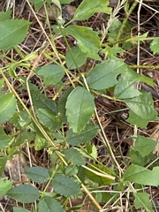 Rosa carolina