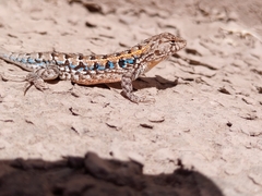 Liolaemus wiegmannii