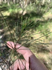 Allocasuarina emuina