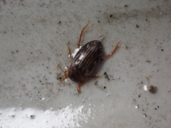 Hygrotus parallellogrammus