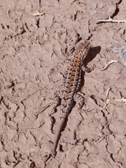 Liolaemus wiegmannii