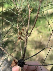Allocasuarina emuina