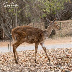 Tragelaphus sylvaticus sylvaticus