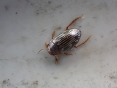 Hygrotus parallellogrammus