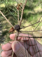 Allocasuarina emuina