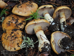 Phlegmacium reverendissimum