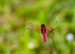Trithemis aurora