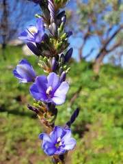 Aristea capitata
