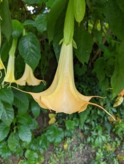 Brugmansia suaveolens