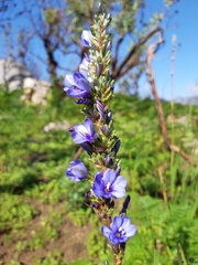Aristea capitata