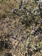 Pseudodictamnus africanus