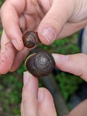 Sauroconcha corneovirens
