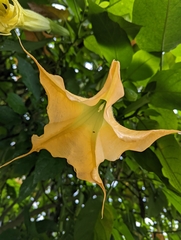 Brugmansia suaveolens