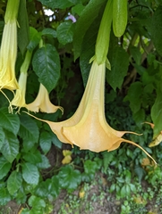 Brugmansia suaveolens
