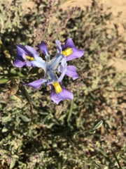 Moraea fugax