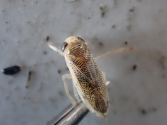 Sigara lateralis