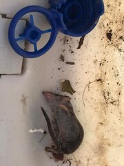 Crocidura suaveolens