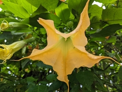Brugmansia suaveolens