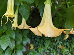 Brugmansia suaveolens