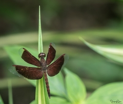 Neurothemis fluctuans