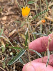 Melhania oblongifolia